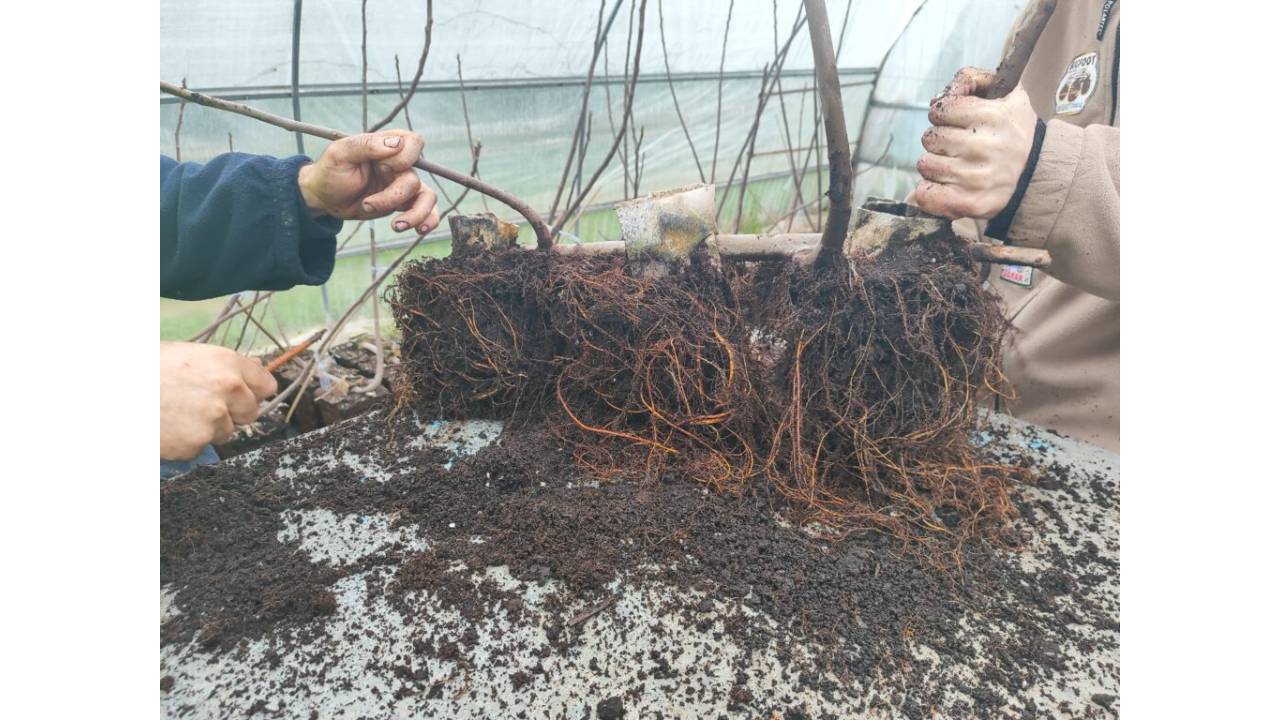 El CDR La Safor continúa con el estudio de la higuera 