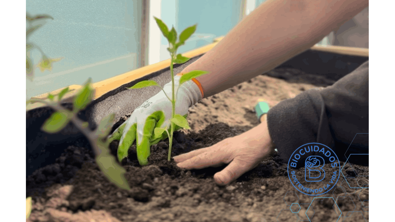 Unas manos plantando una planta en la huerta 