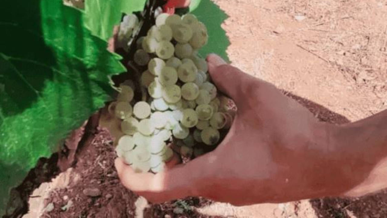 Uvas en la vendimia
