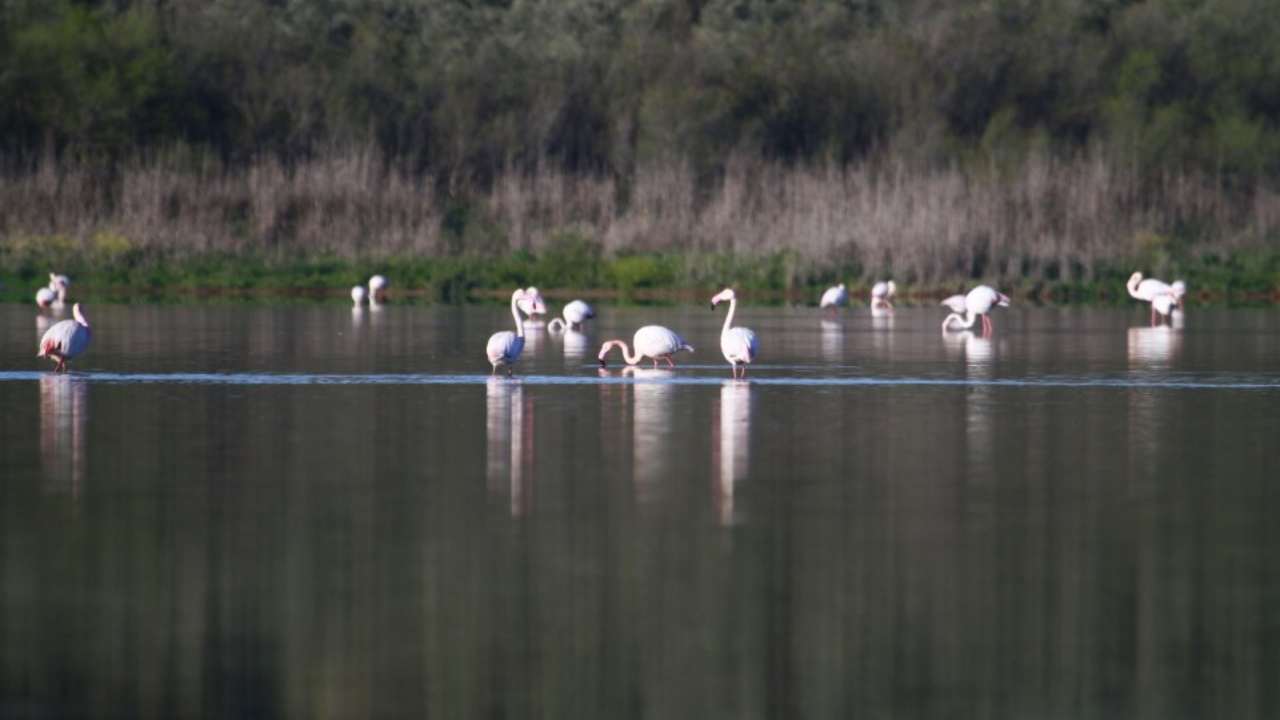 COCEDER desarrollará 24 actividades de investigación de carácter medioambiental financiadas por el MITECO