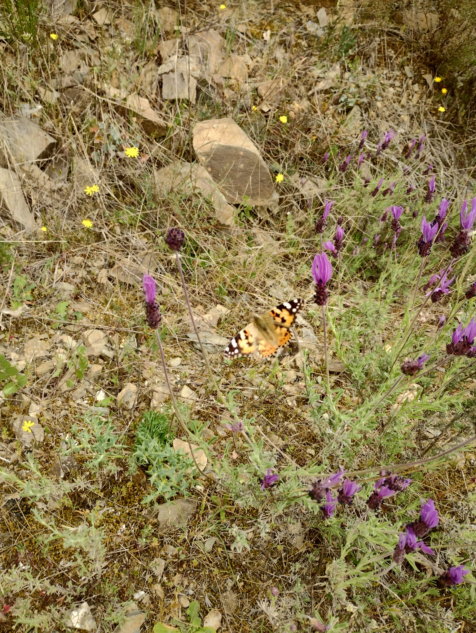 Mariposa entre flores del entorno de Valdefrancos
