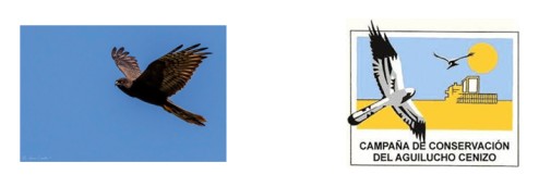 Aguilucho cenizo en vuelo y campaña de conservación